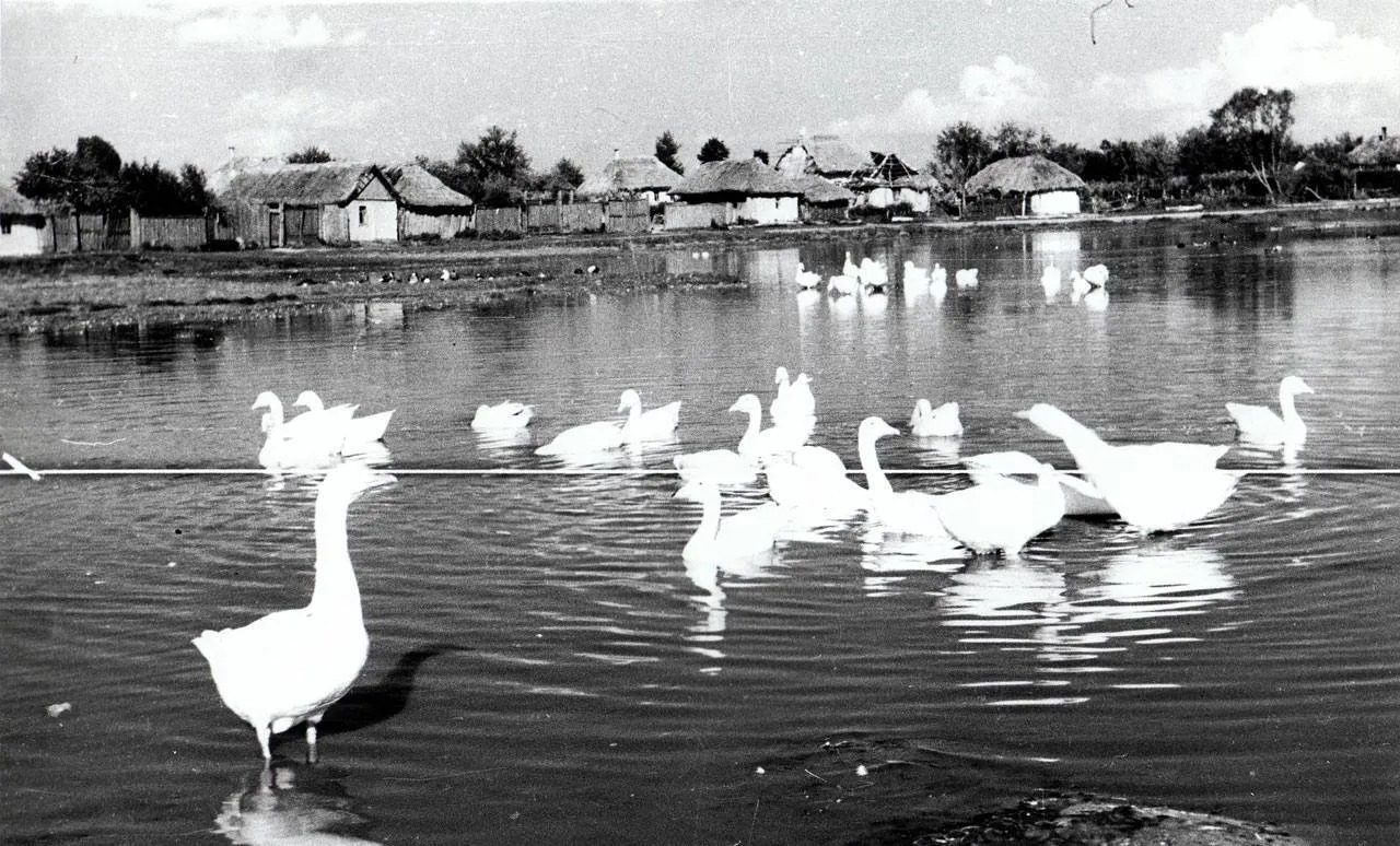 Что было на месте Киевского моря: исторические фото