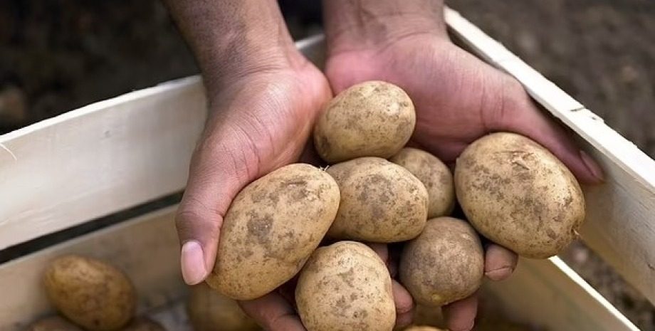 В Україні ціна на картоплю різко змінилася лише за два дні ➤ Главное.net