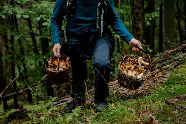 Грибы поперли: для украинцев в лесах установили жесткие правила ➤ Prozoro.net.ua