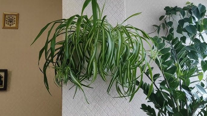 Додайте це у воду – і зів’ялі кімнатні квіти знову зацвітуть