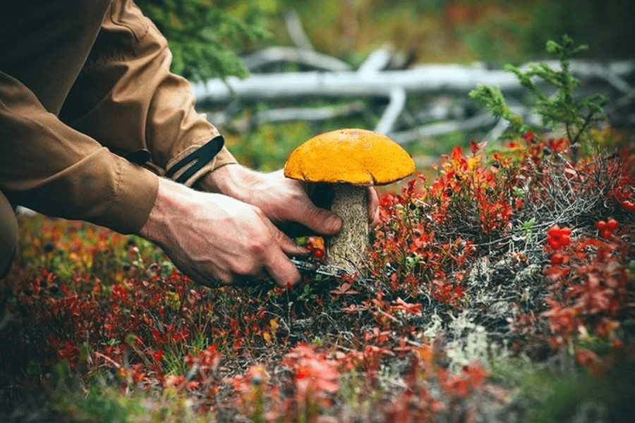 В Україні збільшили штрафи за незаконне збирання ягід, грибів та горіхів