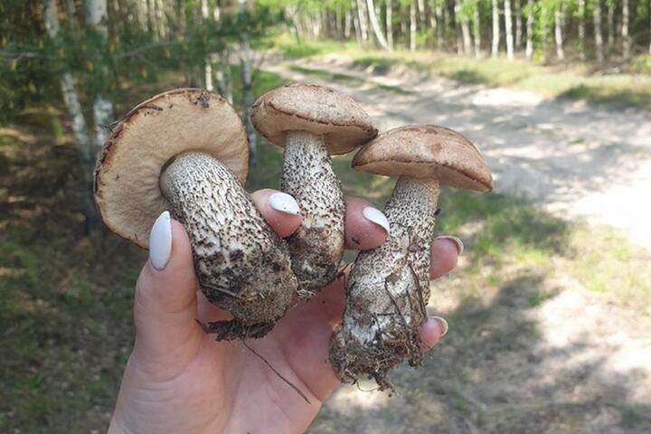 В лесах Прикарпатья за день нашли тела двух грибников