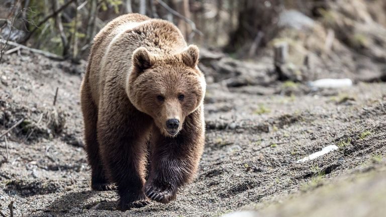 Ведмедиця зірвала спробу киянина незаконно перетнути кордон з Румунією (відео)