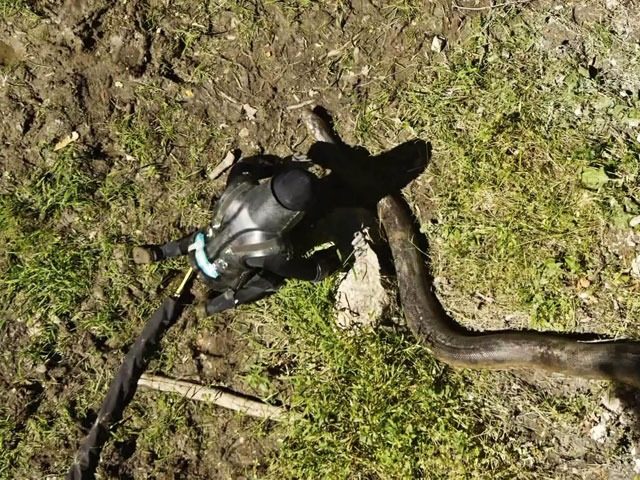 Чоловік дозволив змії з’їсти себе та записав експеримент на камеру
