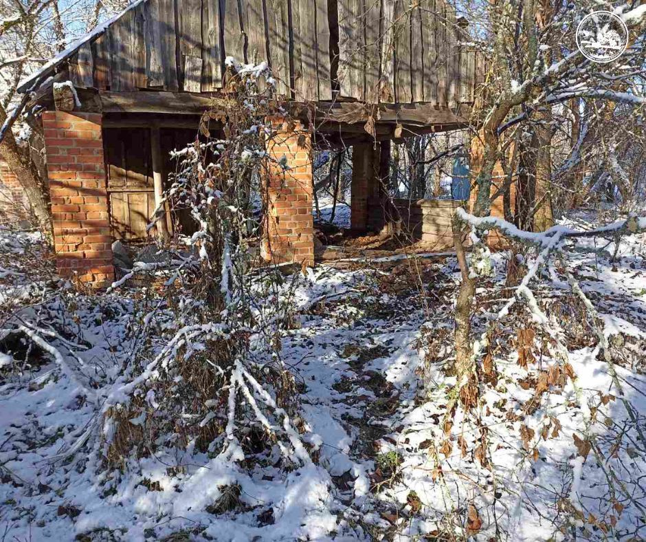 Здичавілі корови блукають під Чорнобилем: фото