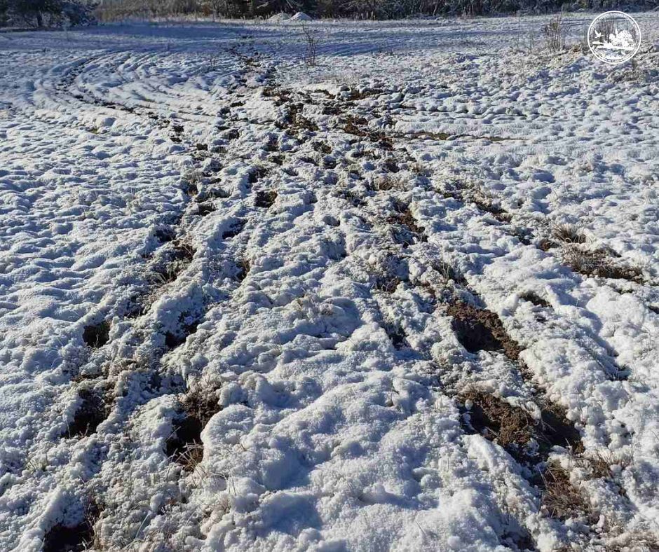 Здичавілі корови блукають під Чорнобилем: фото