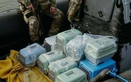 Украинские разведчики эвакуировали со Змеиного 15 кошек