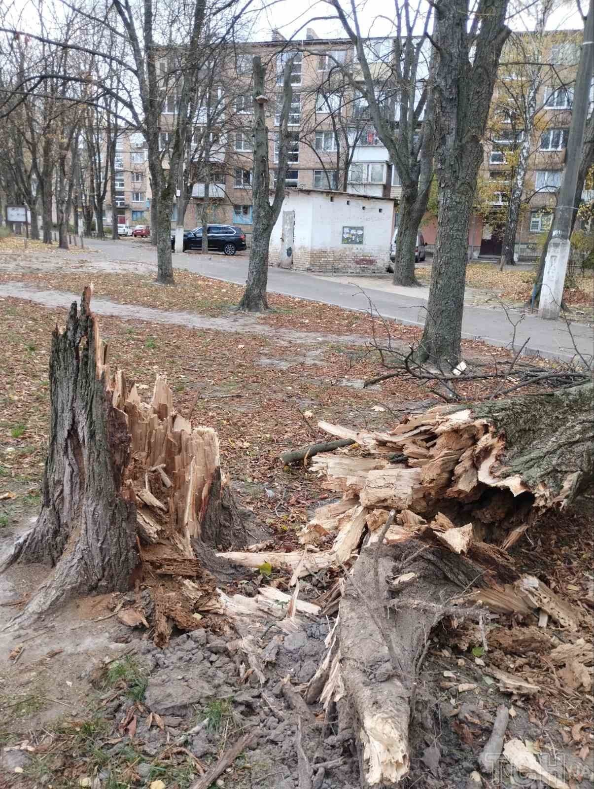 В Киеве ветер повалил огромное дерево прямо на жилой дом: фото