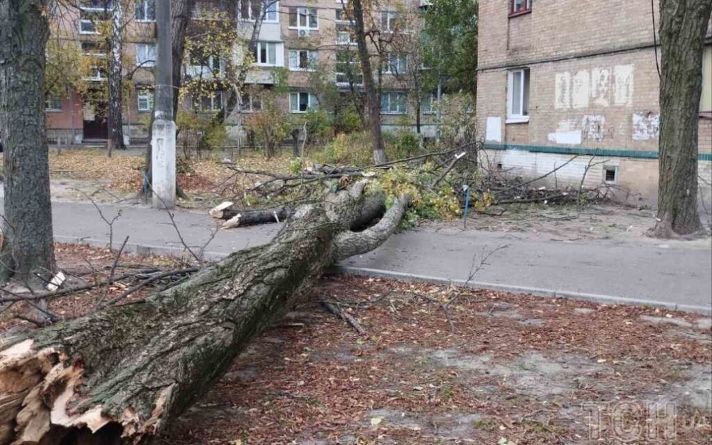 В Киеве ветер повалил огромное дерево прямо на жилой дом: фото 3 В Киеве ветер повалил огромное дерево прямо на жилой дом: фото