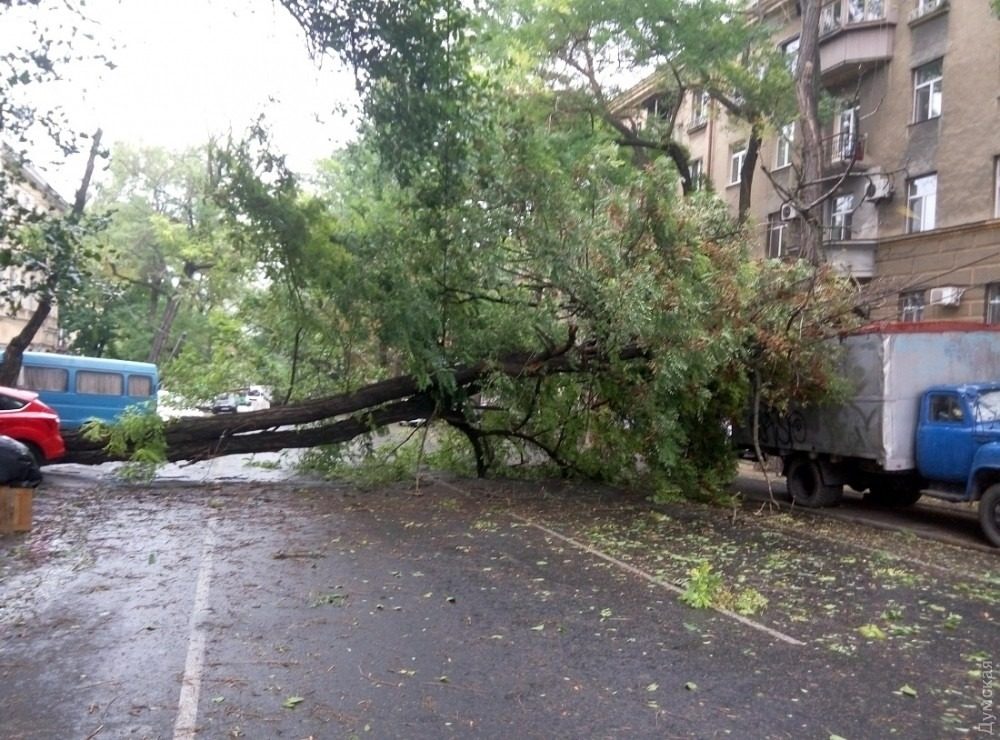 В Украине непогода: падают деревья, сносит остановки и крыши