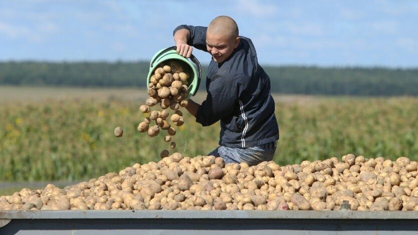 В Україні впали ціни на картоплю: скільки просять за кілограм