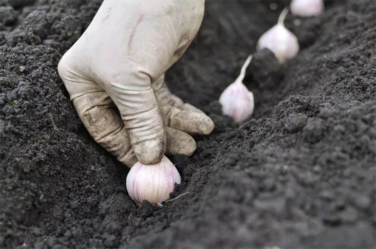 Ці рослини не бояться морозів – посадіть їх узимку прямо на городі ➤ Prozoro.net.ua