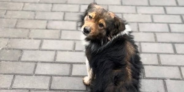 Понимают ли собаки человеческий язык: наука ответила ➤ Prozoro.net.ua