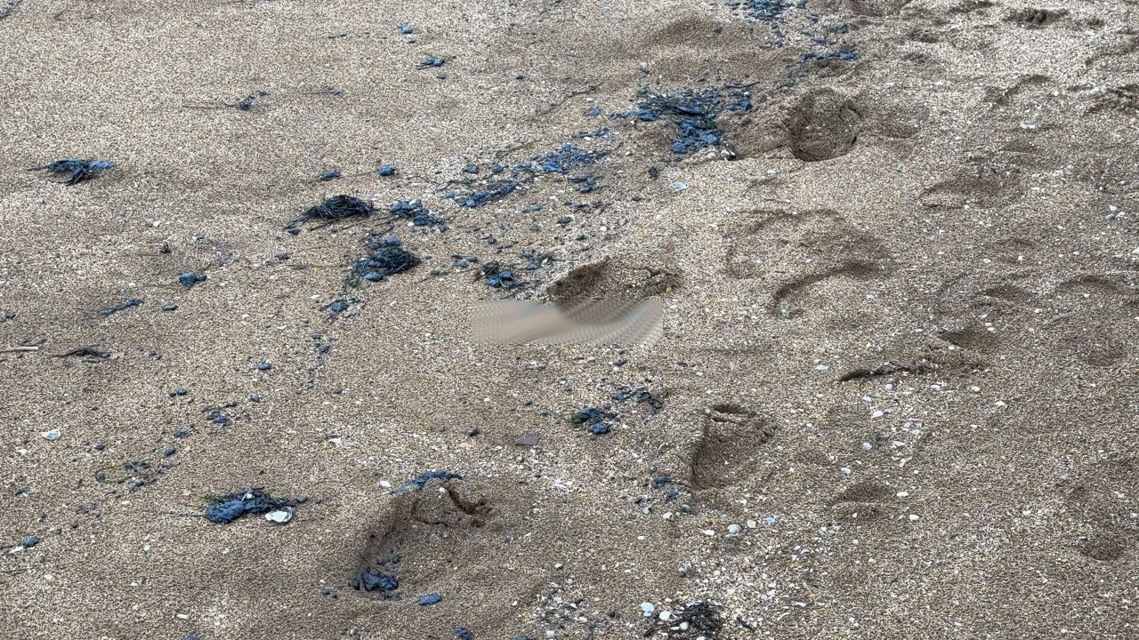 В оккупированном Крыму объявлено чрезвычайное положение