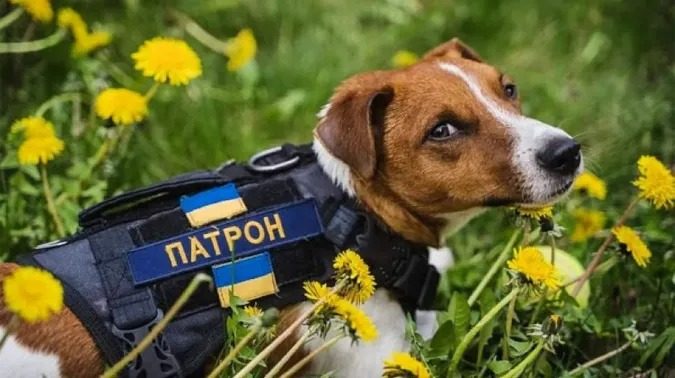 Що відомо про пса Патрона зараз і куди він зник