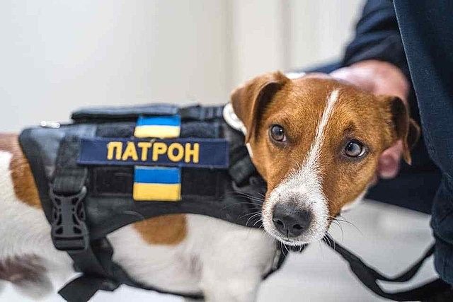 Що відомо про пса Патрона зараз і куди він зник ➤ Prozoro.net.ua