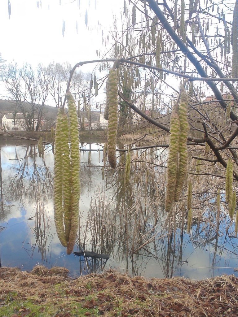 На Закарпатті розквітли крокуси та прокинулись саламандри: фото