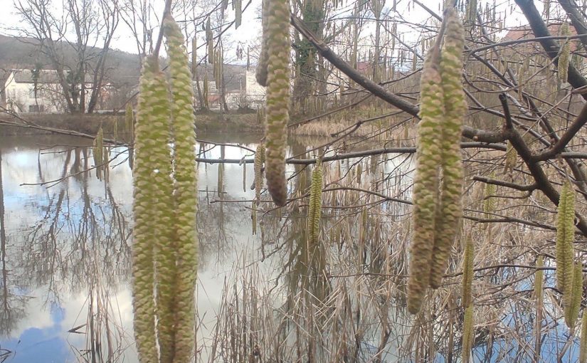 На Закарпатті розквітли крокуси та прокинулись саламандри: фото ➤ Prozoro.net.ua