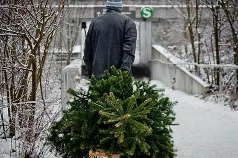 Когда выносить елку: советы и ориентиры по лунному календарю ➤ Prozoro.net.ua