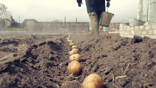 «Из 20 кустов картофеля соберете 40 ведер»: положите это в лунки