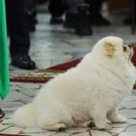 Собака Лукашенко сходила в туалет возле диктатора на избирательном участке: видео ➤ Prozoro.net.ua