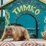 Ще може бути сніг: харківський бабак Тимко дав прогноз ➤ Prozoro.net.ua