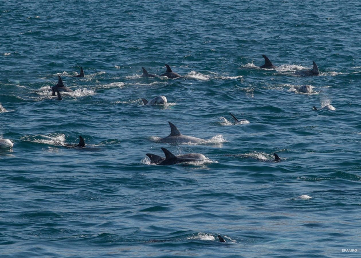 Дельфины патрулировали в Черном море вместе с Морской охраной: видео ➤ Prozoro.net.ua