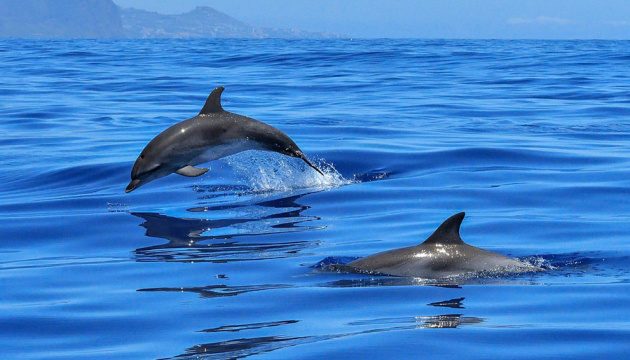 Дельфины патрулировали в Черном море вместе с Морской охраной: видео
