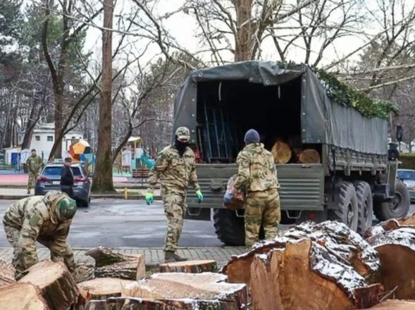 В Крыму россияне вырубают парки на дрова для блиндажей ВС РФ ➤ Prozoro.net.ua