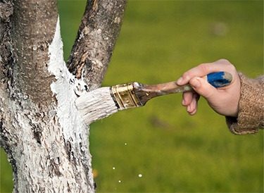Защита или вред: нужно ли белить деревья весной ➤ Prozoro.net.ua