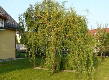 Як правильно українською — верба чи іва: відповідь вас здивує