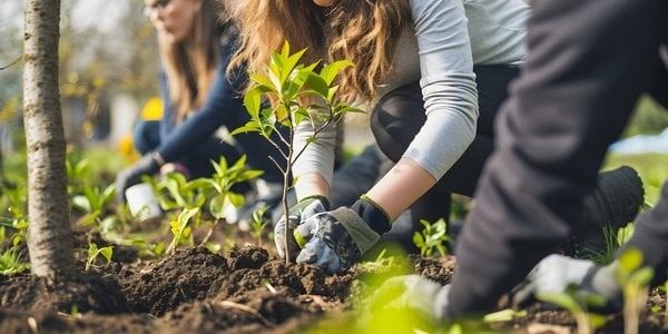 Запрещенные деревья в Украине 2025: почему их нельзя сажать