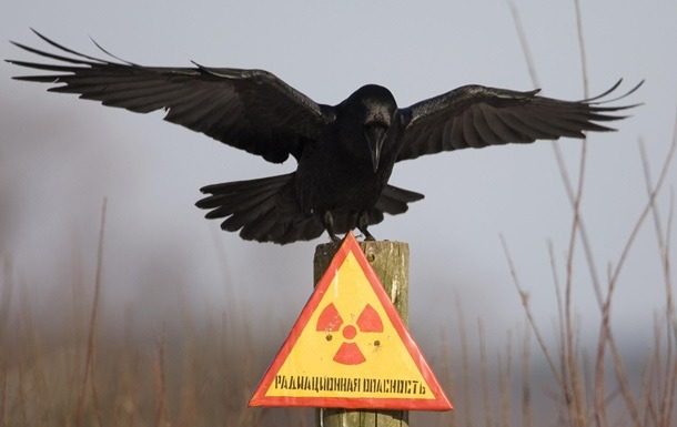 У зоні ЧАЕС завівся дуже агресивний звір з іншого континенту ➤ Prozoro.net.ua