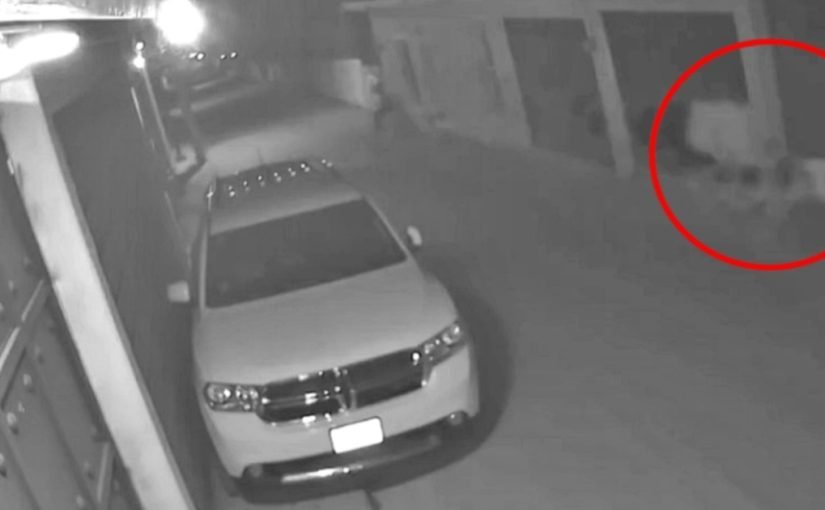 Нез’ясовно: камера зняла вершника без голови (відео) ➤ Prozoro.net.ua