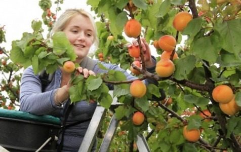 Через аномальну погоду Україна залишиться без популярного фрукта