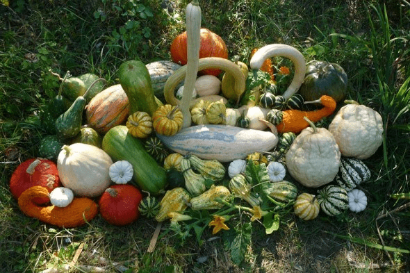 Грядка без конфліктів: як обирати сумісні овочі для посадки