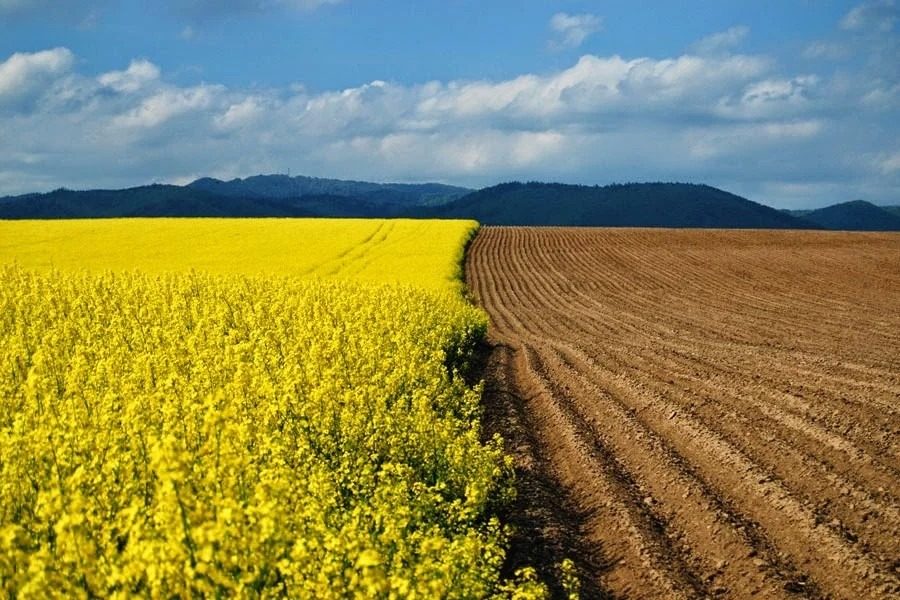Ціни на українську землю стрімко зростають: де найдорожче ➤ Prozoro.net.ua