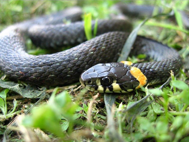 У Дніпрі виявили справжнє лігво змій