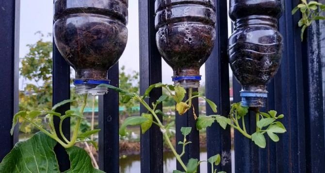 Сусіди думали ми збожеволіли: висадили помідори прямо в пляшки