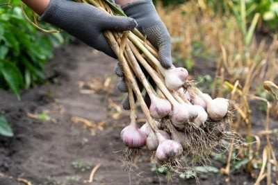 Одного разу підлийте цим часник – і він виросте з кулак