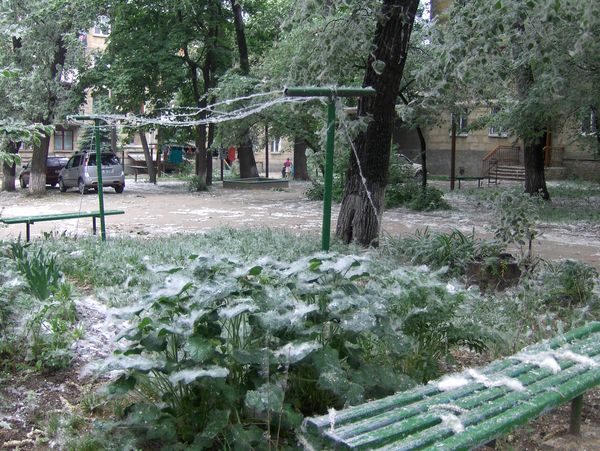 Одессу засыпало необычным «снегом» в конце мая