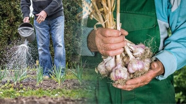 Один раз подлейте этим чеснок — и он вырастет с кулак ➤ Prozoro.net.ua