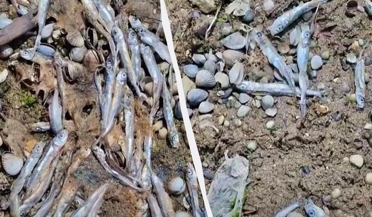 Аварія танкерів у Чорному морі: відео “сюрпризу” на березі
