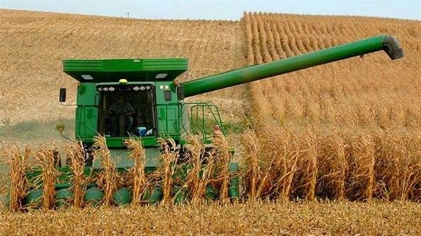 В Украине начали сбор зерна: каким будет урожай в этом году