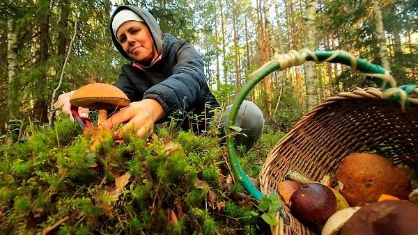 В Україні ростуть найдорожчі гриби у світі: як вони виглядають ➤ Prozoro.net.ua