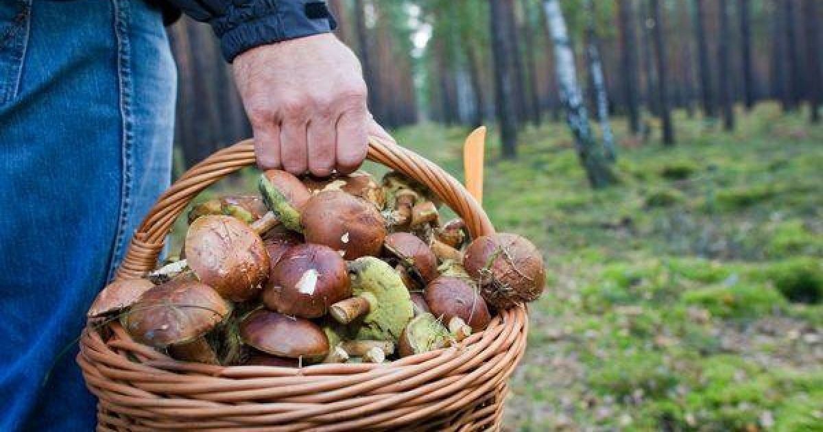 В Україні ростуть найдорожчі гриби у світі: як вони виглядають