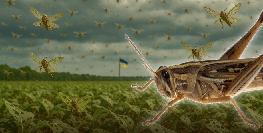 Саранча атакует аграрные регионы Украины ➤ Prozoro.net.ua