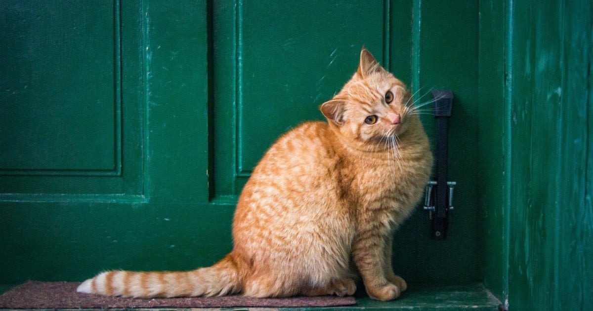 Почему чужая кошка приходит в ваш дом: это не случайность ➤ Prozoro.net.ua