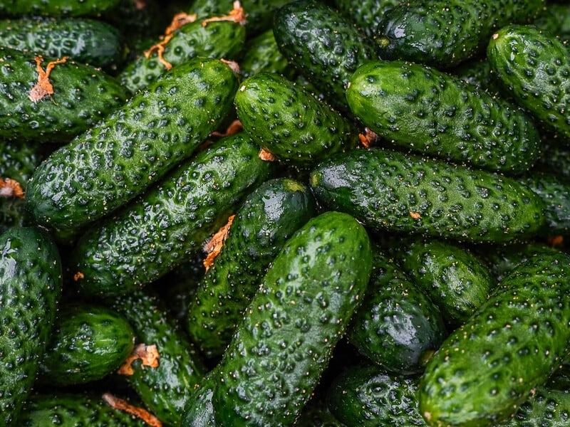 Огурцы будут расти быстрее, чем вы успеете срывать их