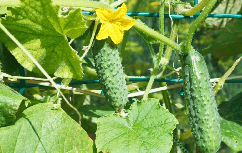 Второй урожай огурцов летом: когда и как посадить во второй раз